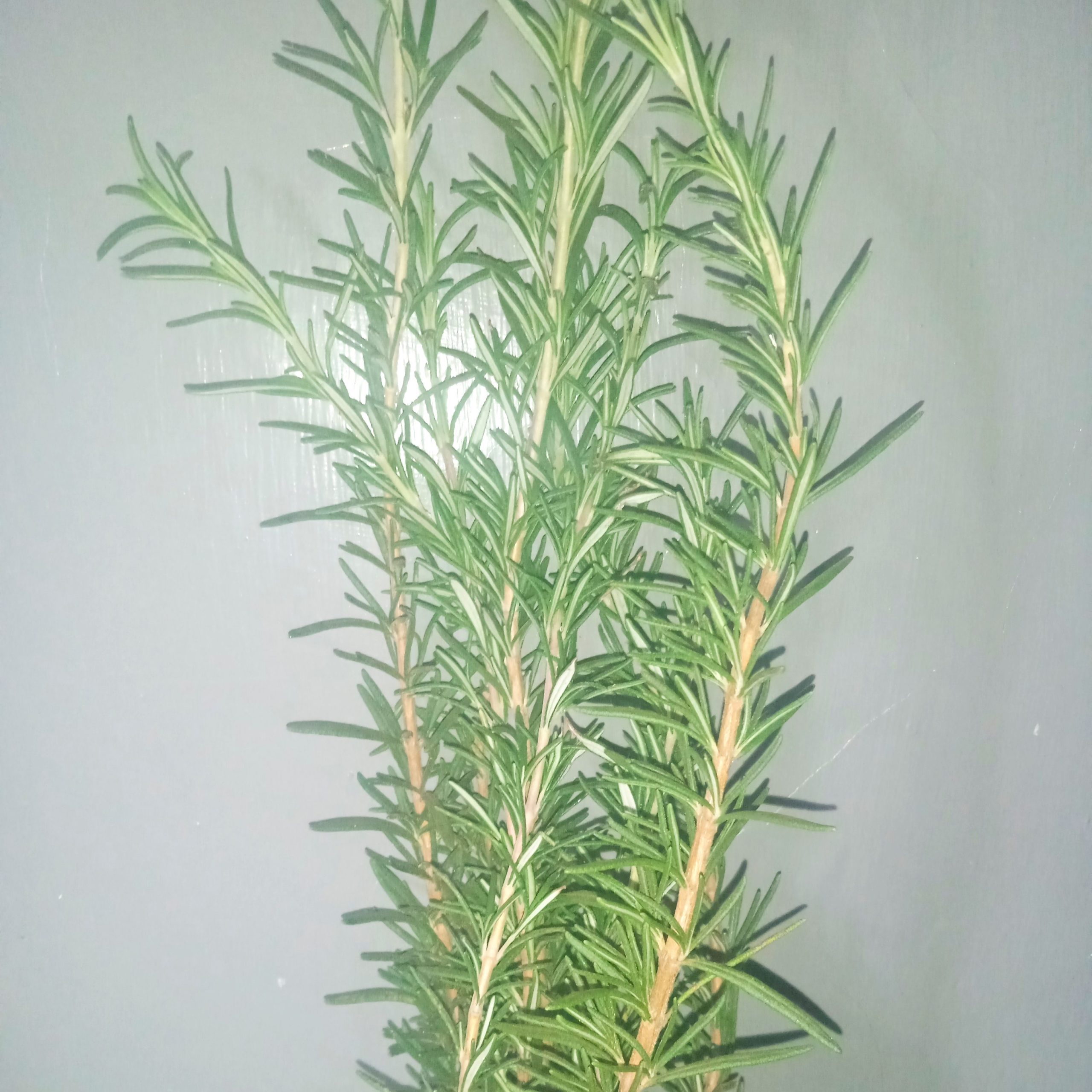 rosemary for natural hair growth