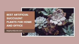 What you should know about using succulent plants for home and office decor